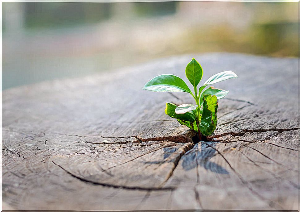 'The tree of achievements' to combat child disobedience