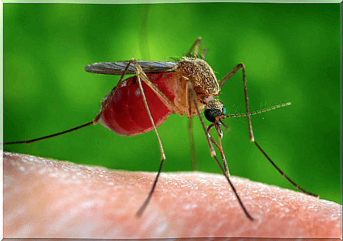 What is West Nile virus and how does it affect pregnancy?