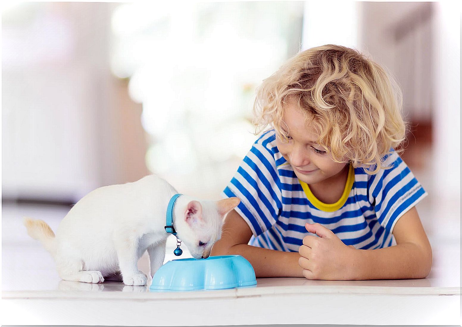 Child feeding his cat, one of the responsibilities that a 7-year-old can assume.